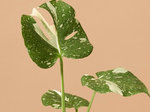 Monstera Thai Constellation