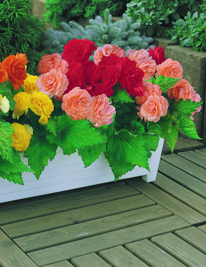 Non-Stop Begonia Bulbs Mix
