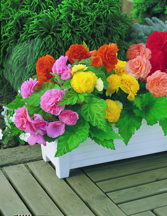 Non-Stop Begonia Bulbs Mix