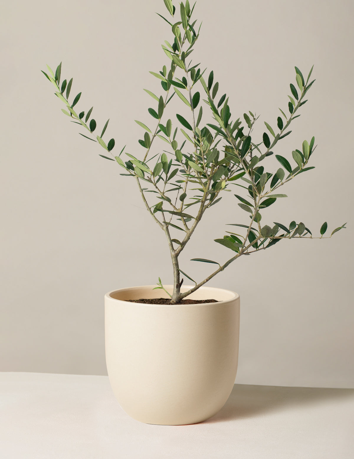 Olive Tree (Olea Europaea) Indoor Houseplant | Unique Plants for Delivery
