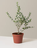 bundle | Medium | Grow Pot