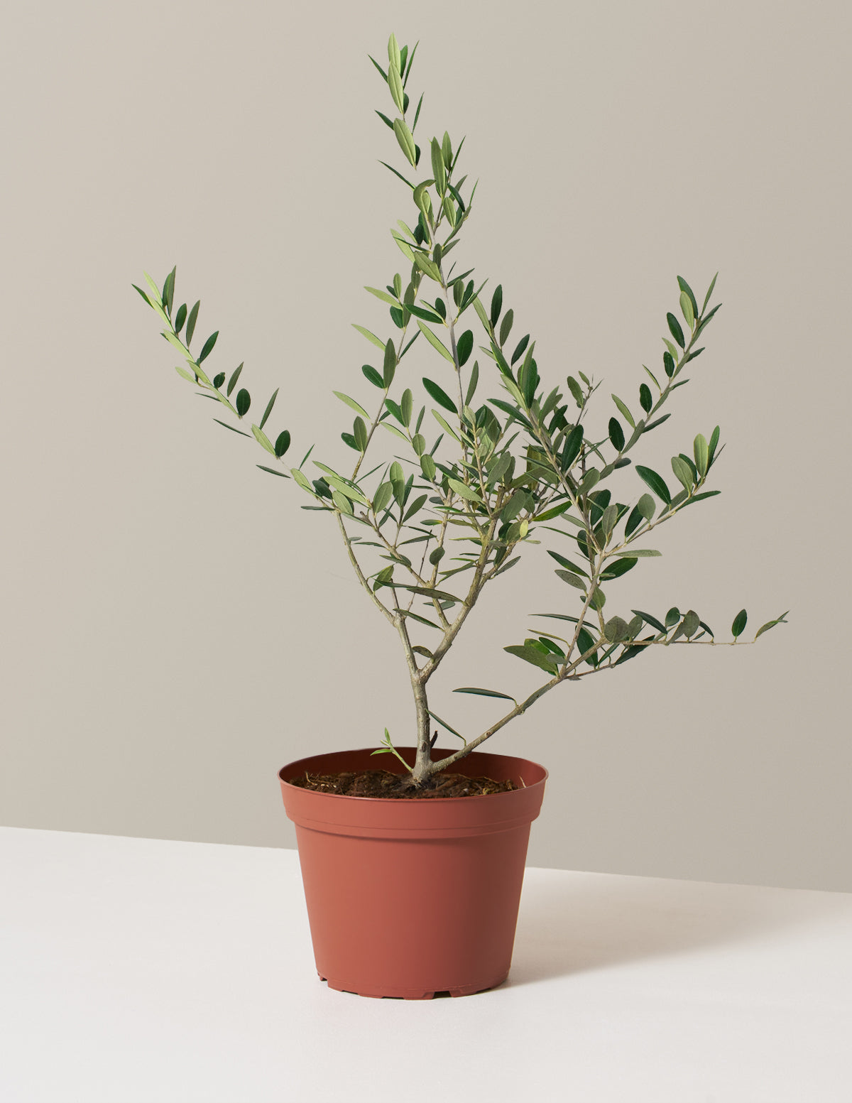 bundle | Medium | Grow Pot