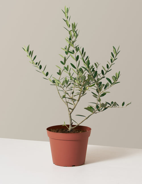 bundle | Medium | Grow Pot