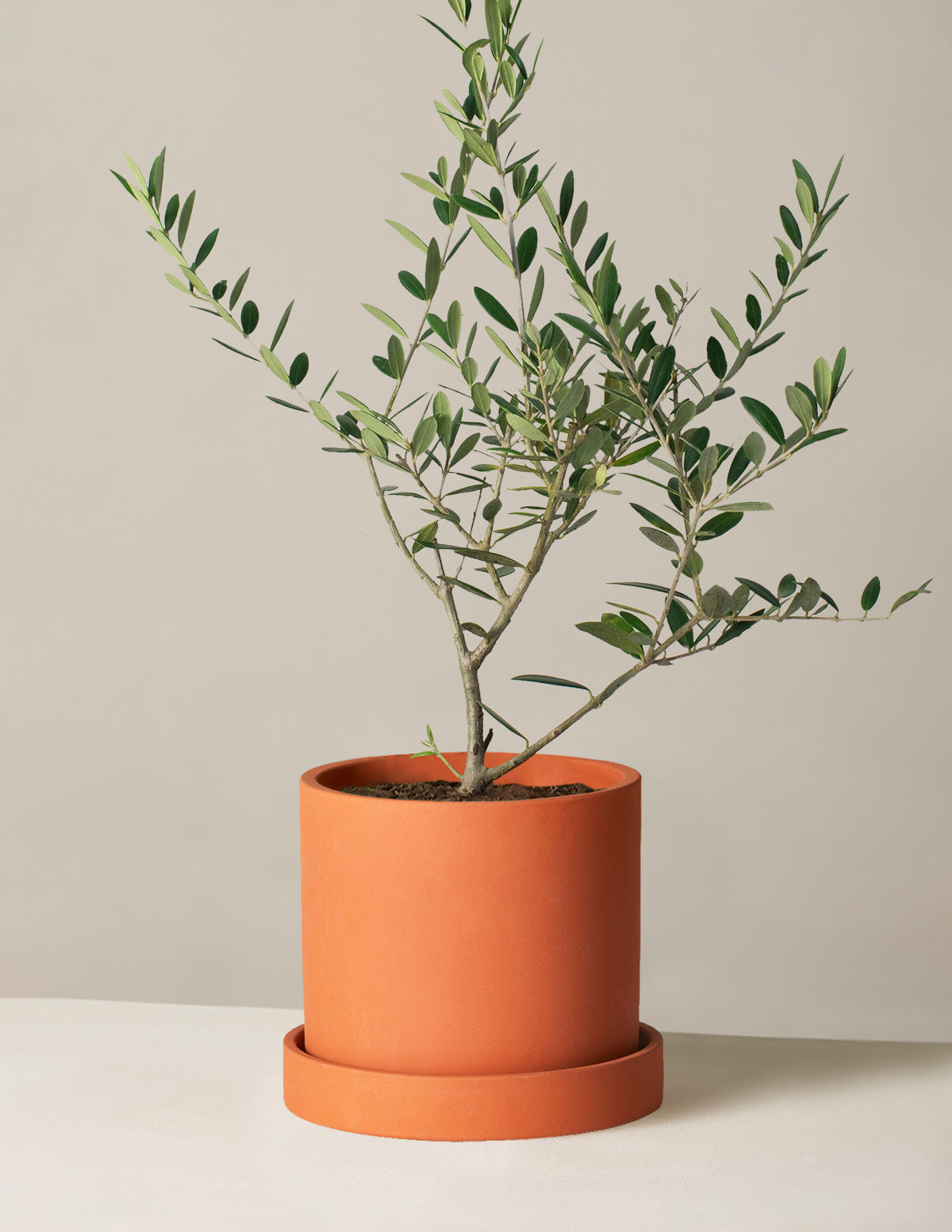 Olive Tree (Copy)