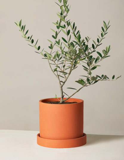 Olive Tree (Copy)