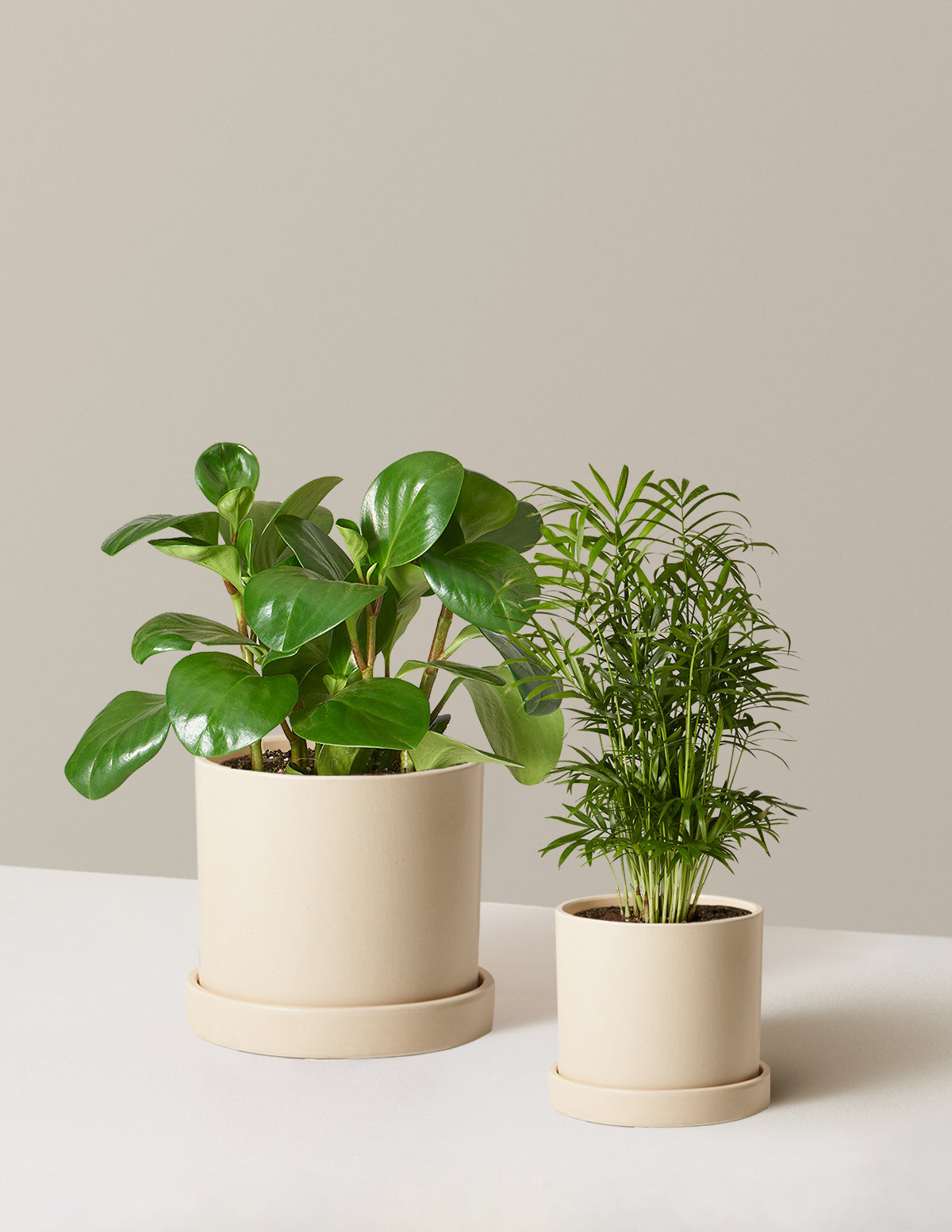 bundle | Hyde | Cream