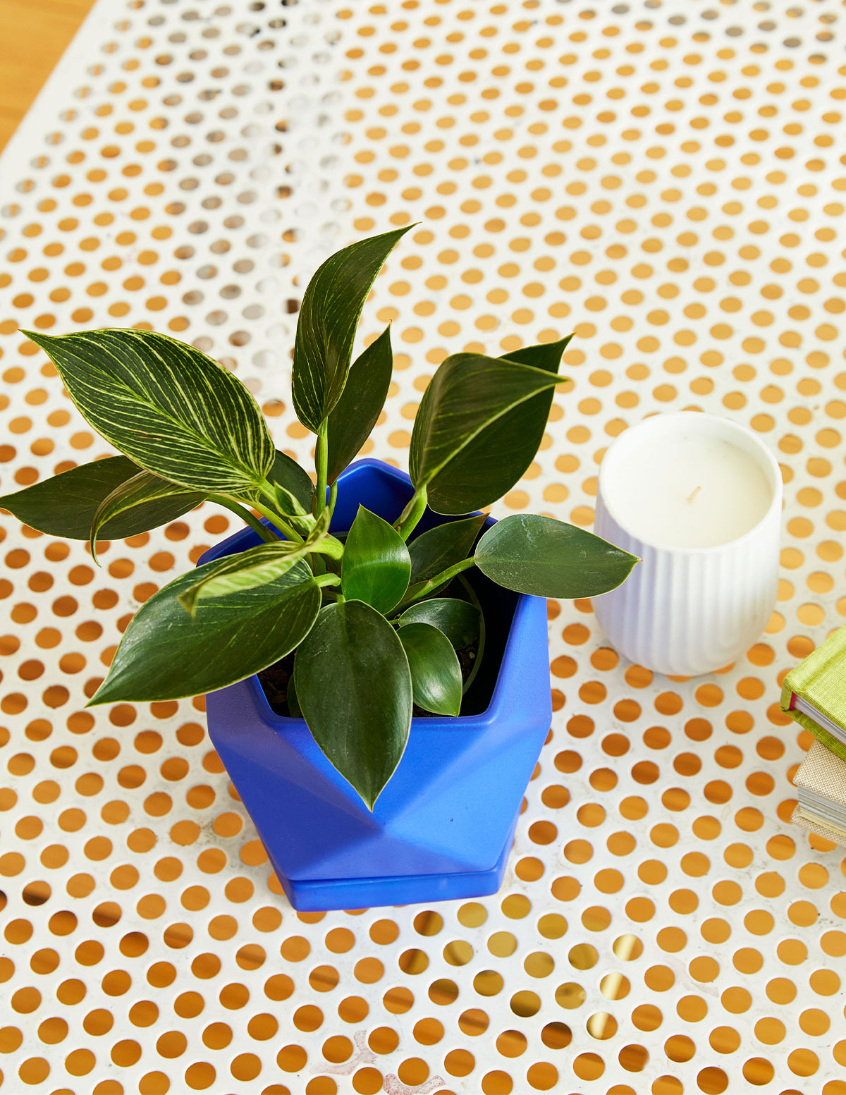 philodendron blue Philodendron Birkin | Houseplants for Delivery