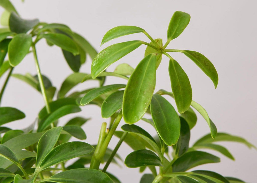 Schefflera Arboricola Braid