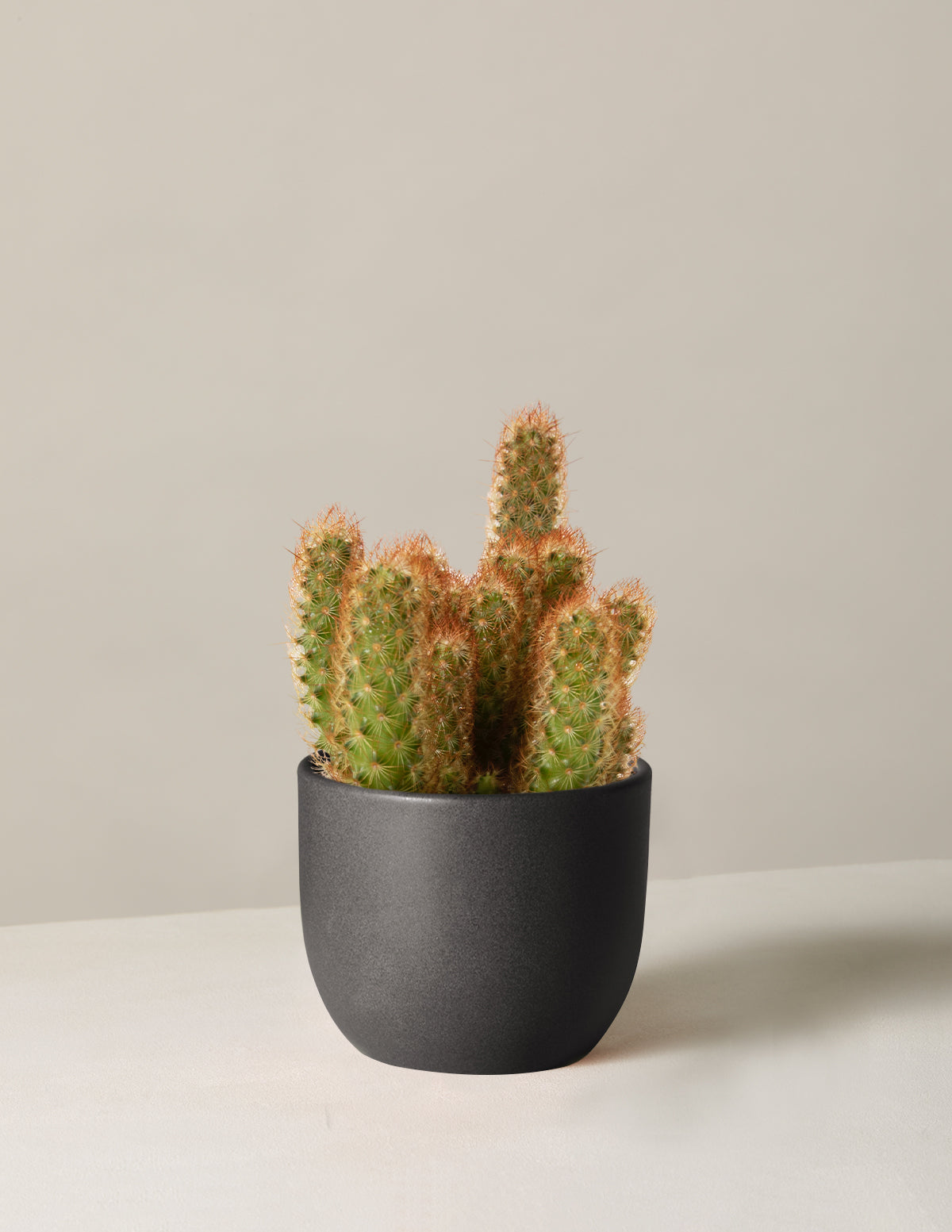 bundle | Small | Grant | Black