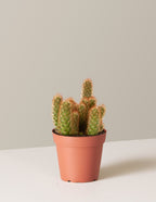 bundle | Small | Grow Pot