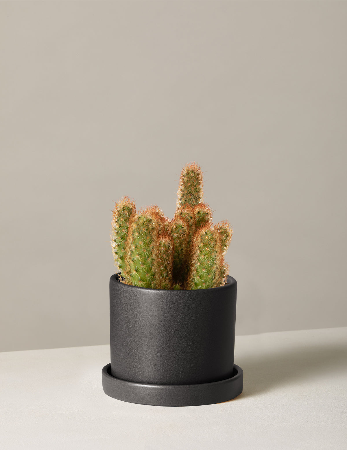 bundle | Small | Hyde | Black