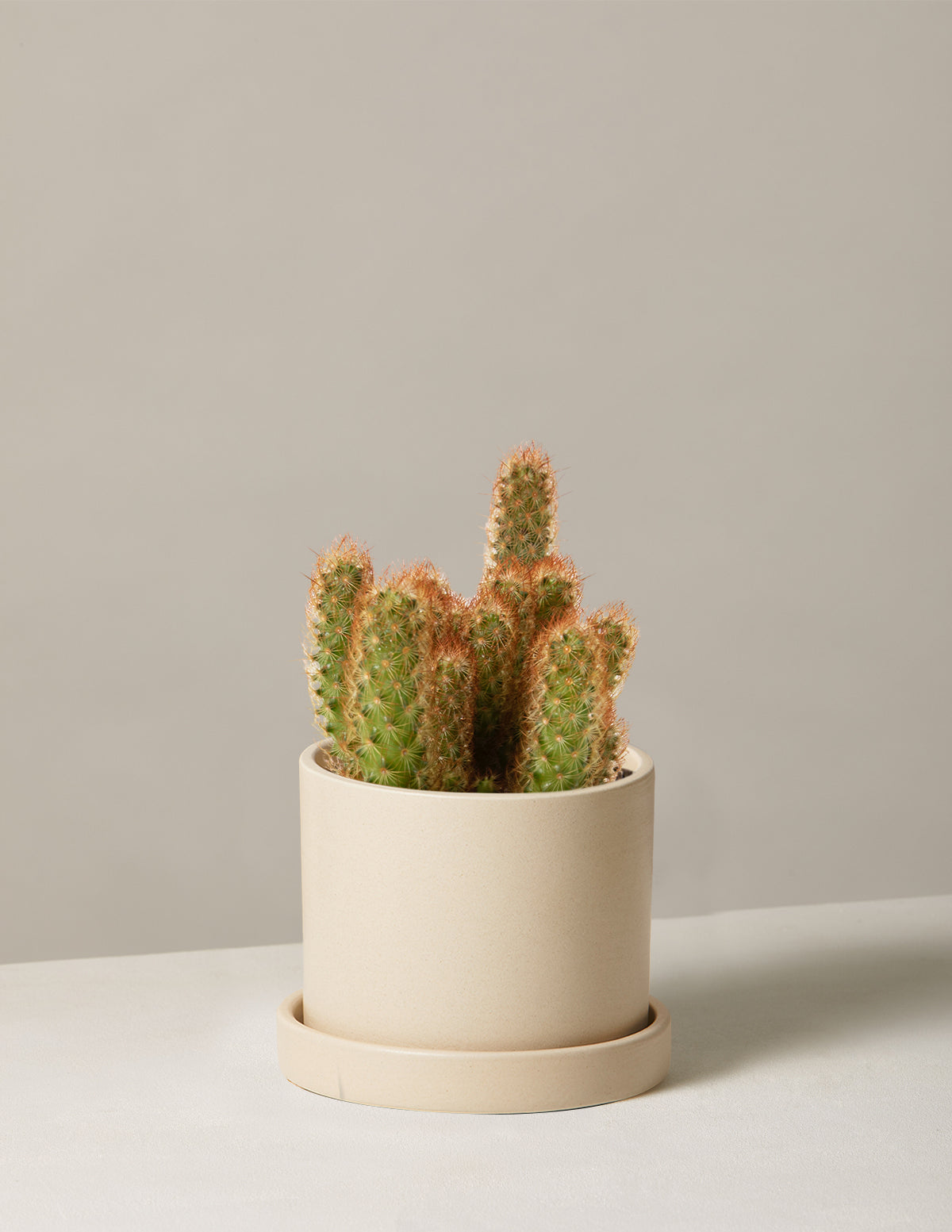 files/The-Sill_Small-Lady-Finger-Cactus_Small_Hyde_Cream_Variant.jpg