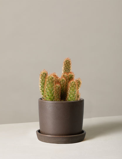 types of lady finger cactus Ladyfinger Cactus | Houseplants for Delivery