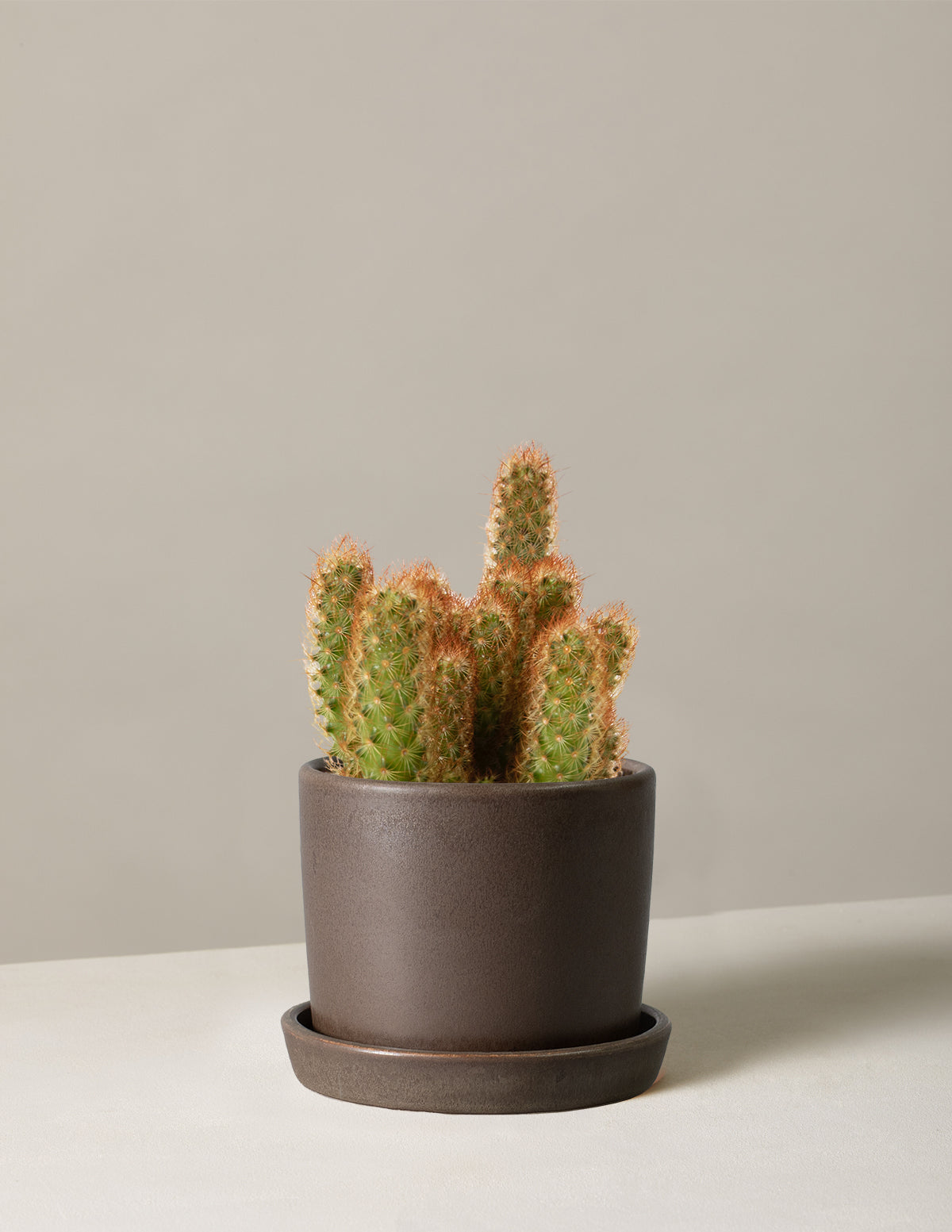 bundle | Small | Hyde | Olive