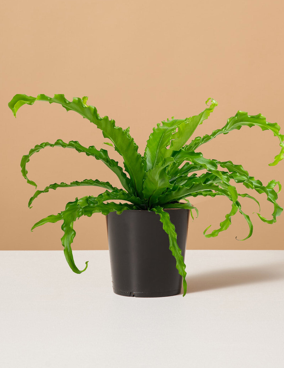 bundle | Small | Grow Pot