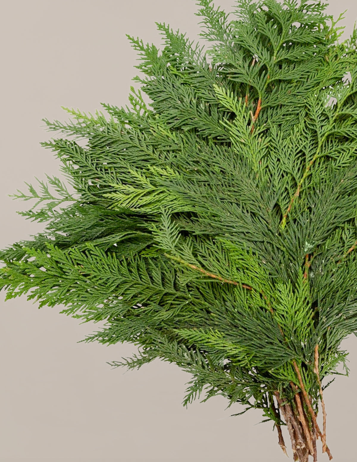bundle | Cedar