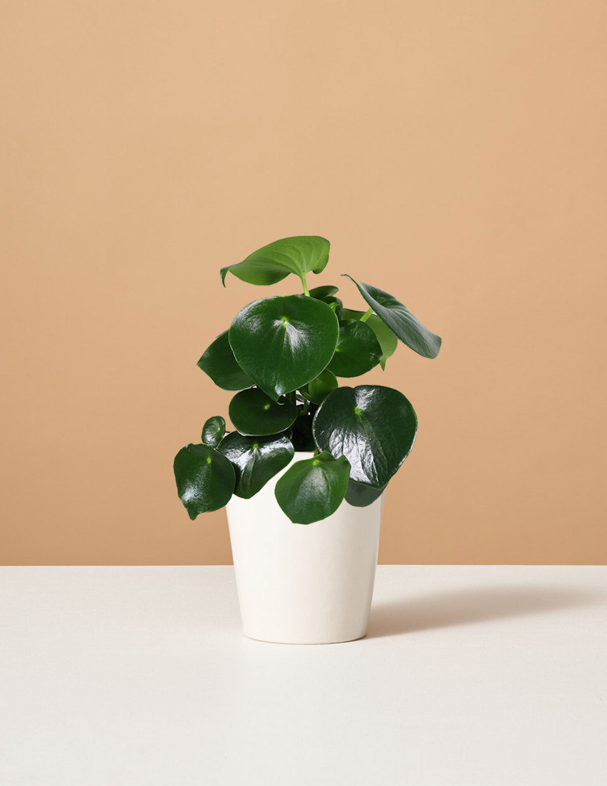 raindrop chinese money plant Peperomia Raindrop