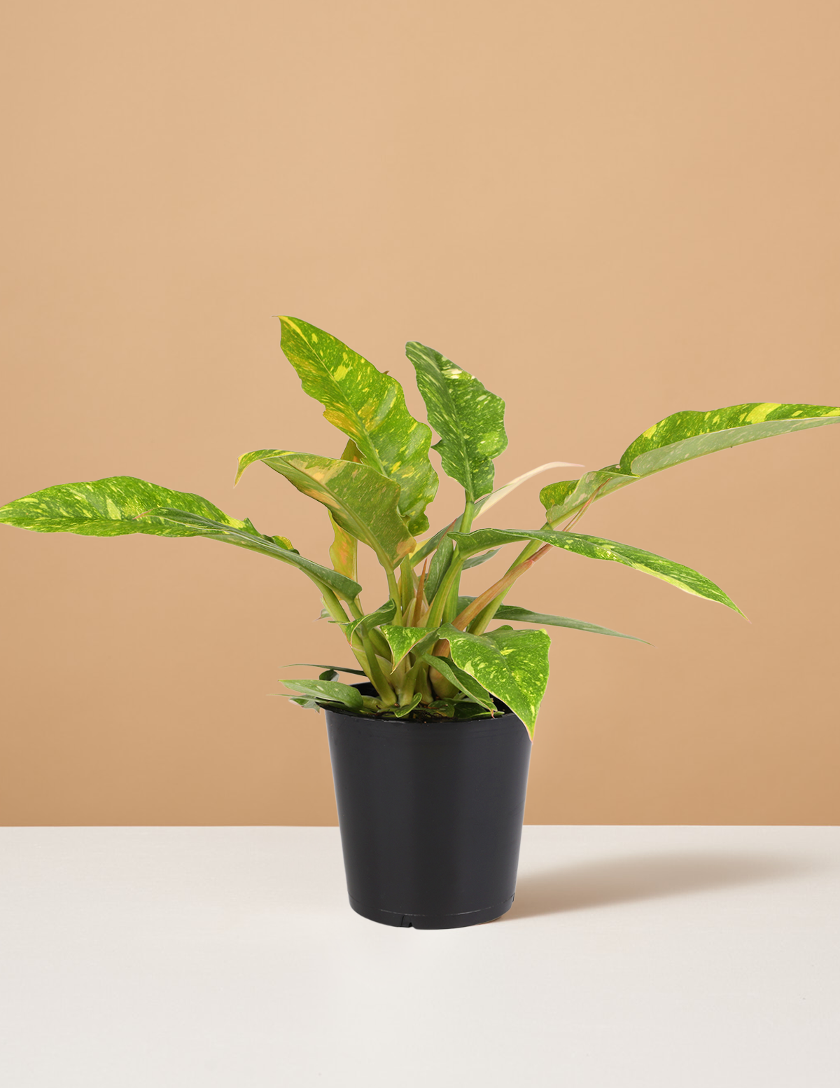 bundle | Small | Grow Pot