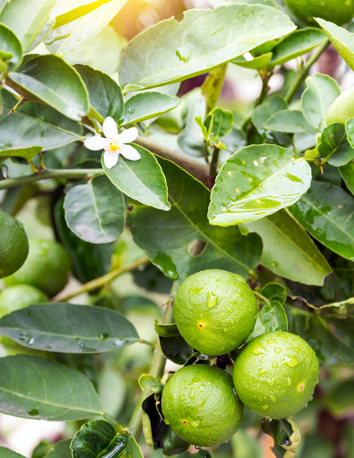 Persian 'Bearss' Lime Tree