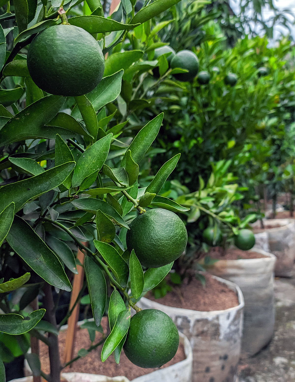 Persian 'Bearss' Lime Tree | The Sill