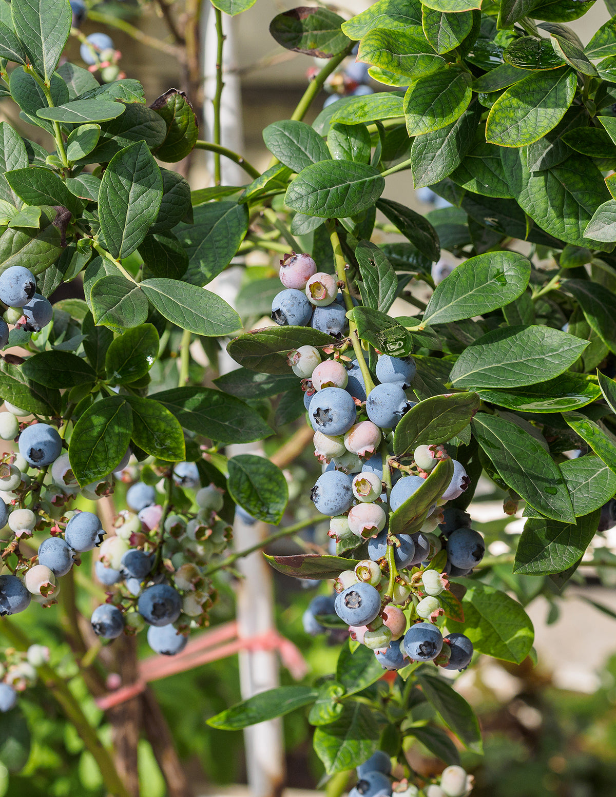 Bluecrop Blueberry
