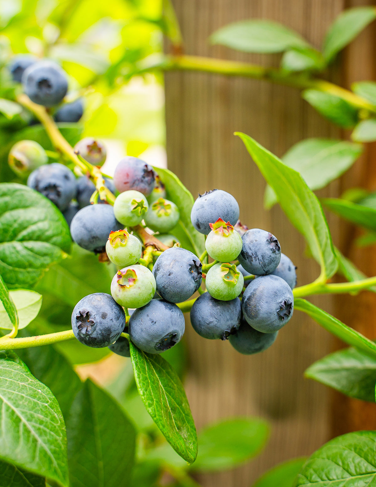 Bluecrop Blueberry