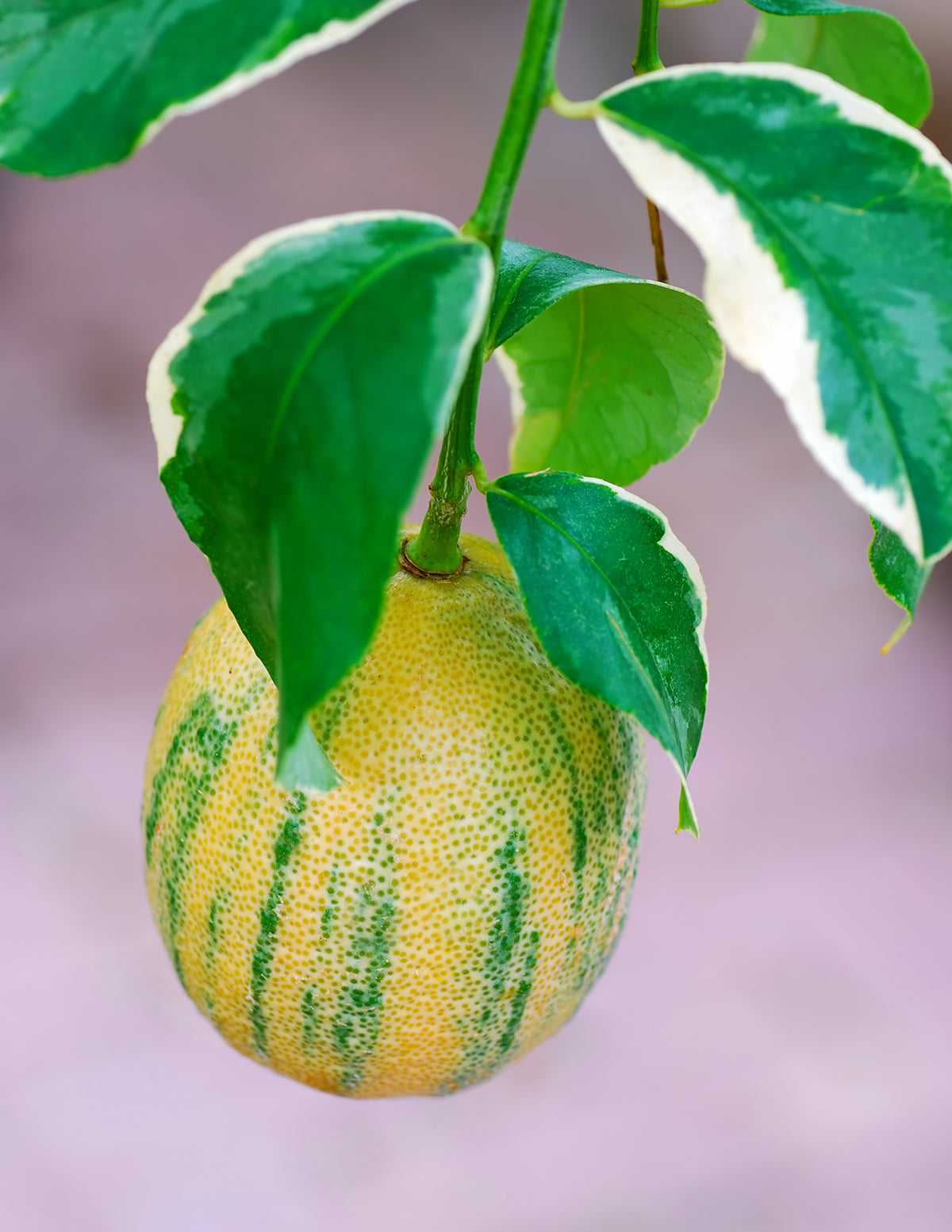 Pink Variegated Eureka Lemon Bush | The Sill