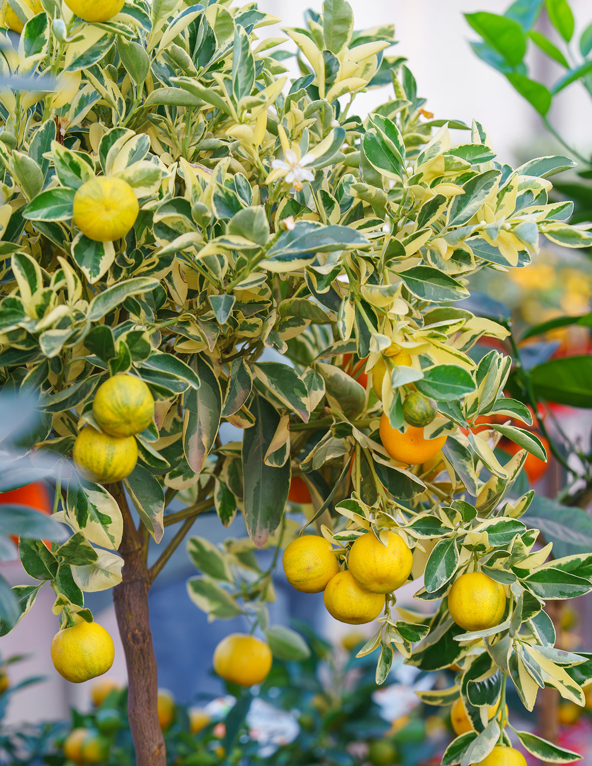 Pink Variegated Eureka Lemon Bush | The Sill