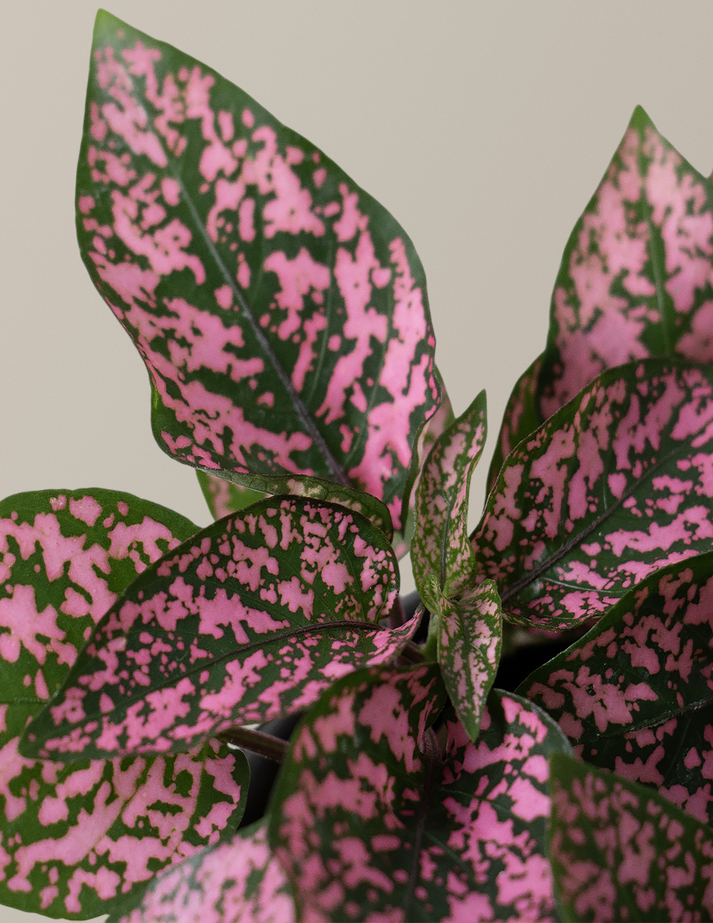 Pink Python Plant Pink Polka Dot Plant | Indoor Houseplants for Delivery | The Sill