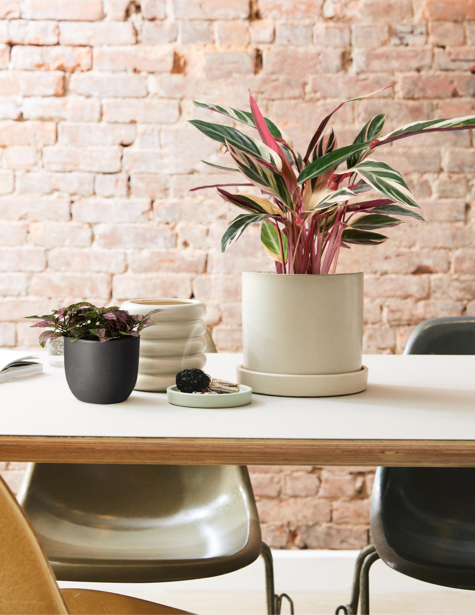 pink polka dot plant care indoor Pink Polka Dot Plant | Indoor Houseplants for Delivery