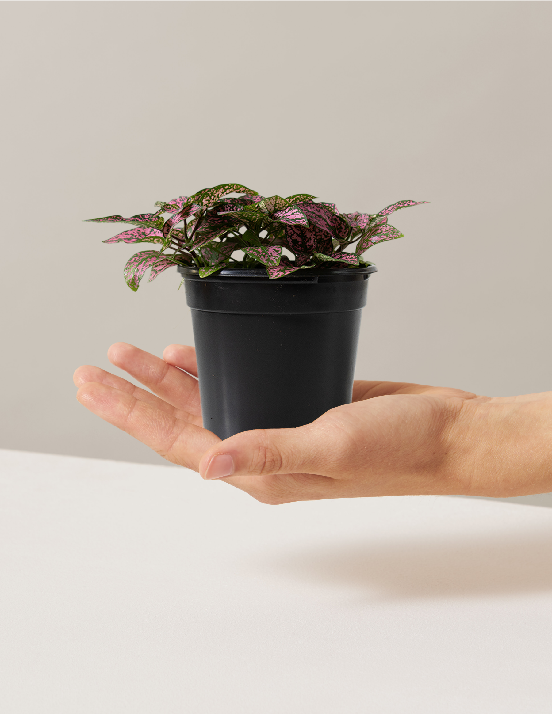 indoor polka dot plant Pink Polka Dot Plant | Indoor Houseplants for Delivery