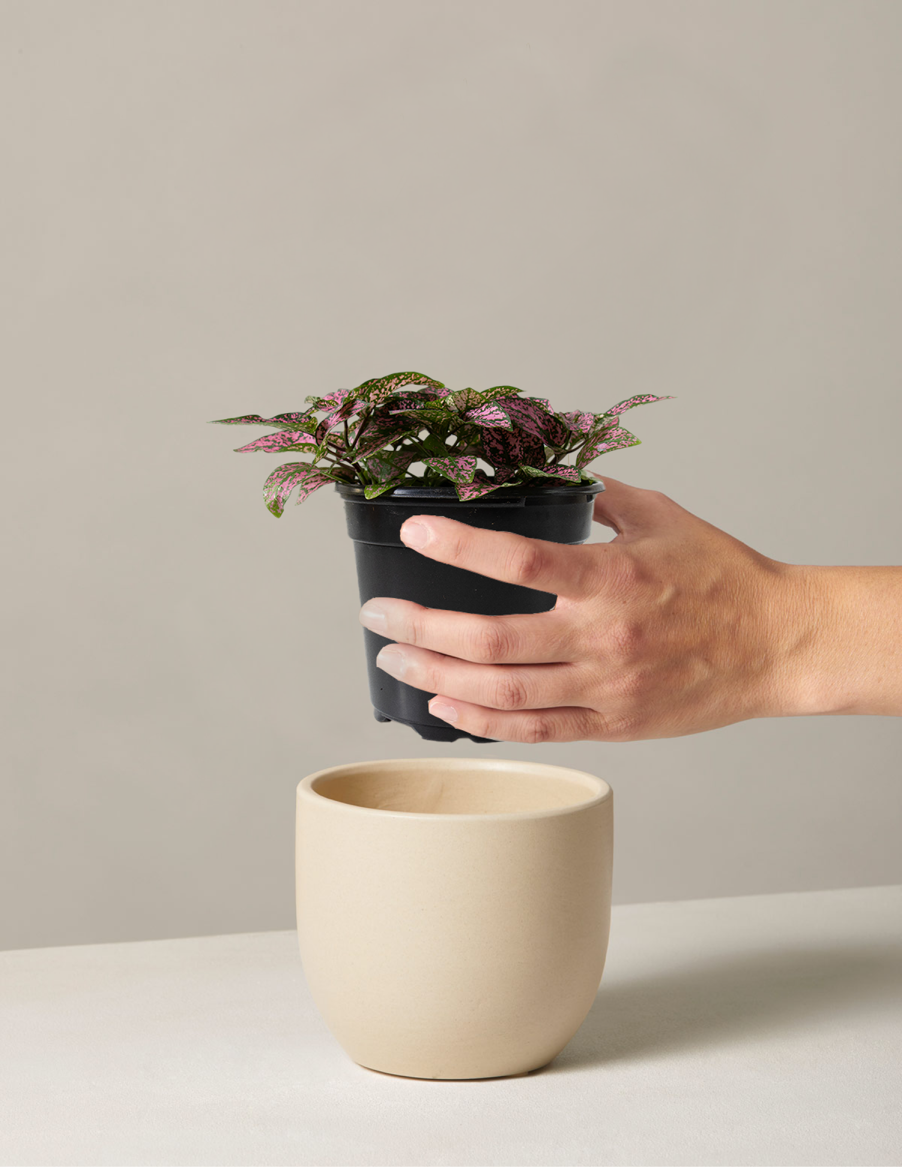 polka dot plant pot size Pink Polka Dot Plant | Indoor Houseplants for Delivery