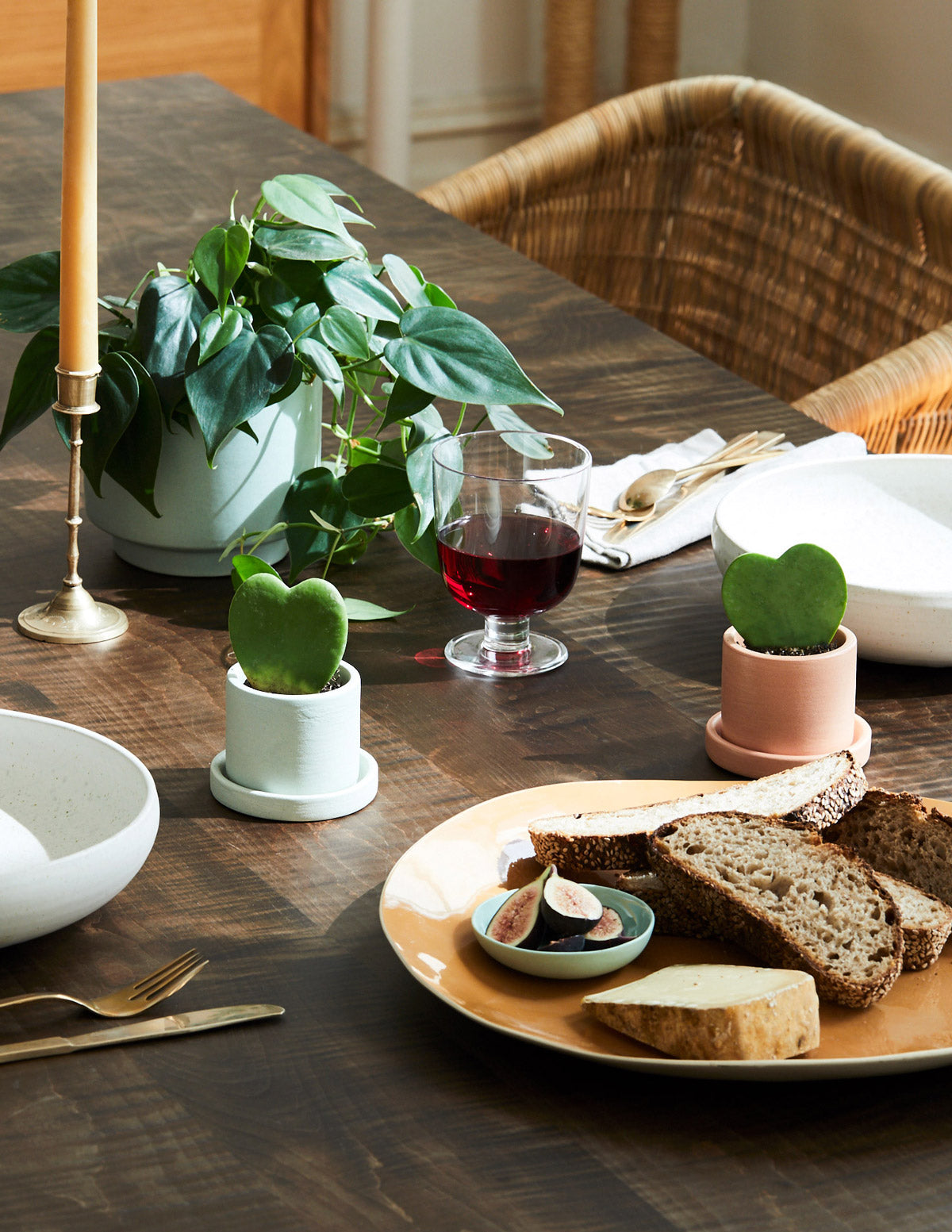 Heartleaf Philodendron