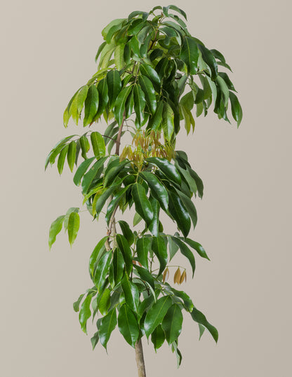Mauritius Lychee