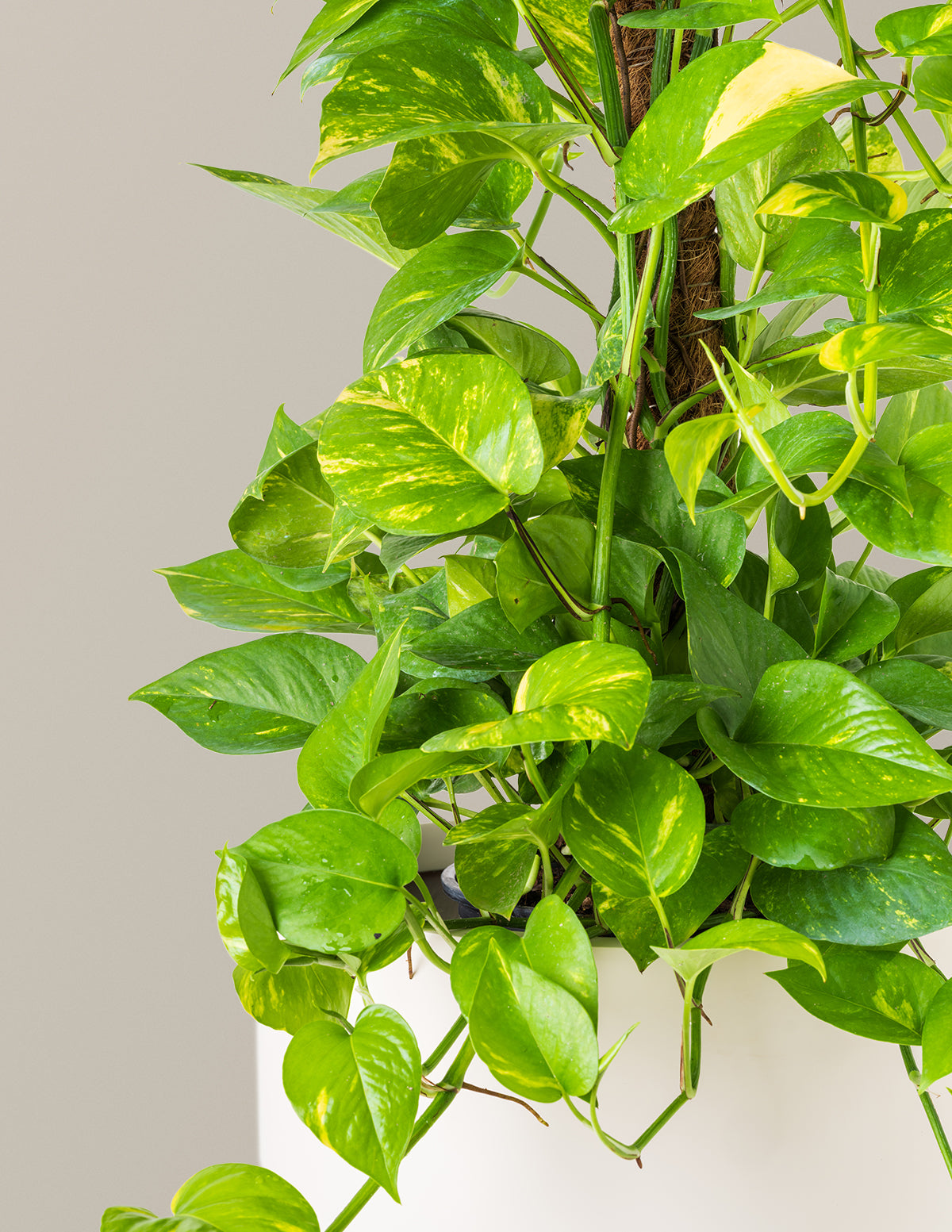 tall pothos Golden Pothos Totem