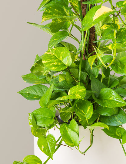 Golden Pothos Totem