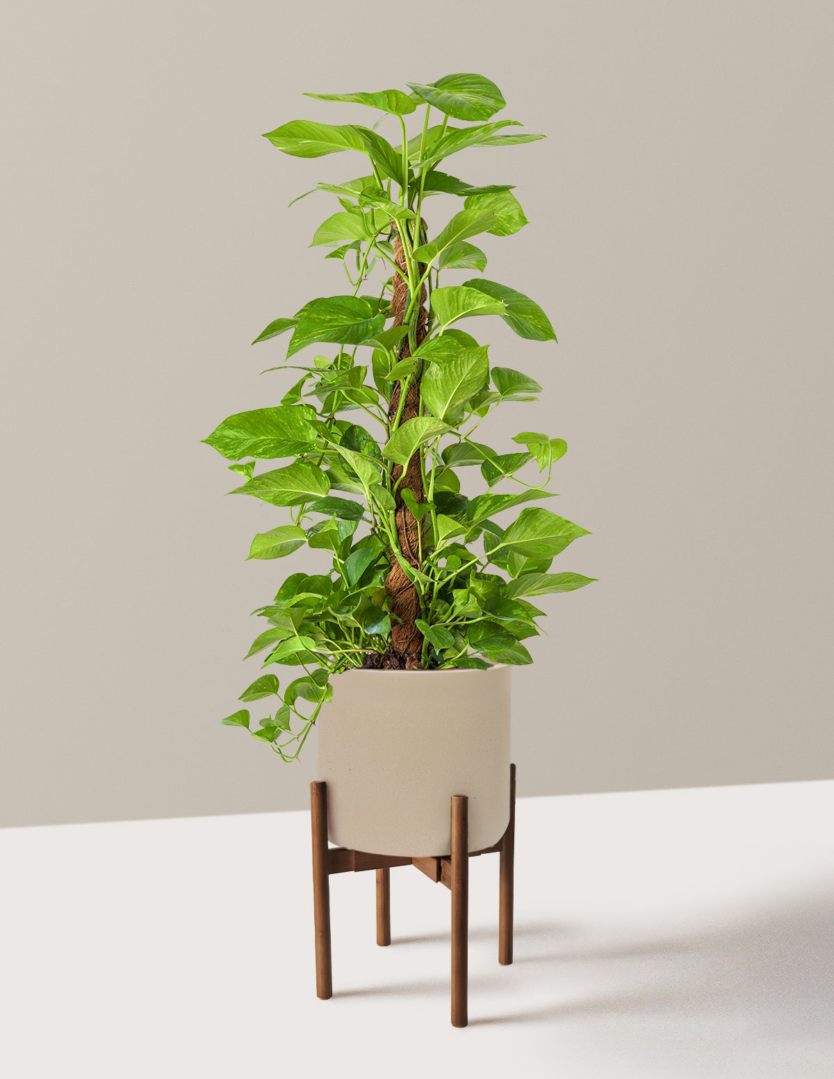 Golden Pothos Totem