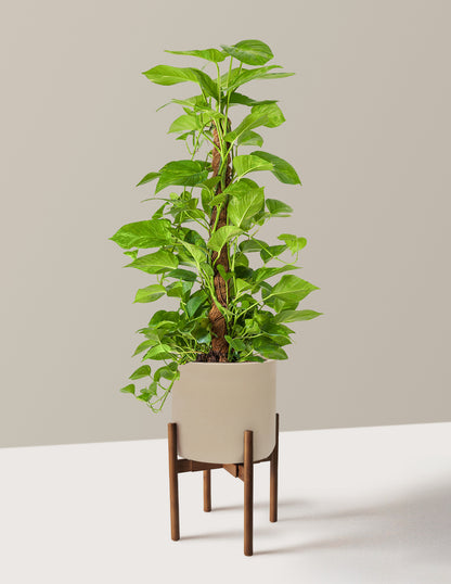 Golden Pothos Totem
