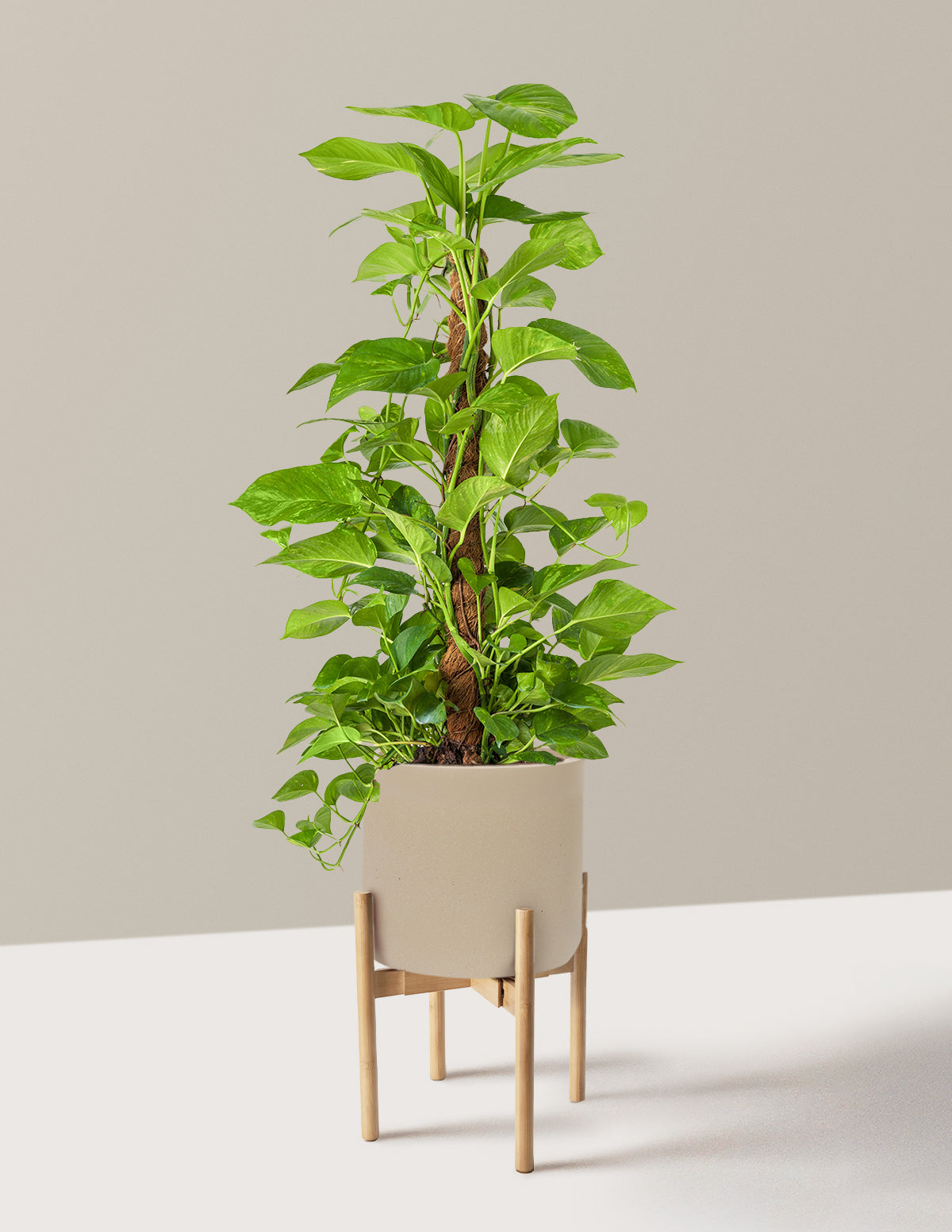 Golden Pothos Totem