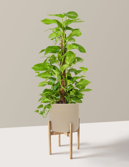 Golden Pothos Totem