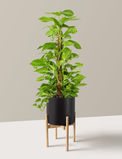Golden Pothos Totem