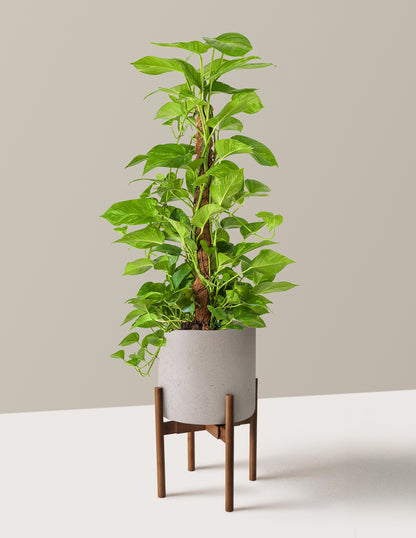 Golden Pothos Totem