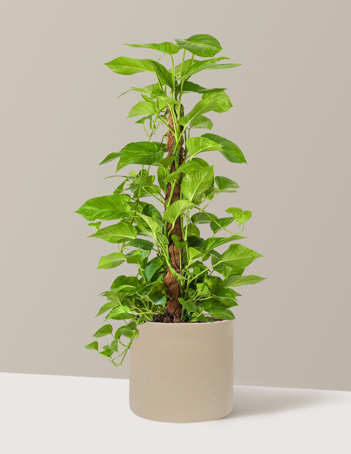 Golden Pothos Totem
