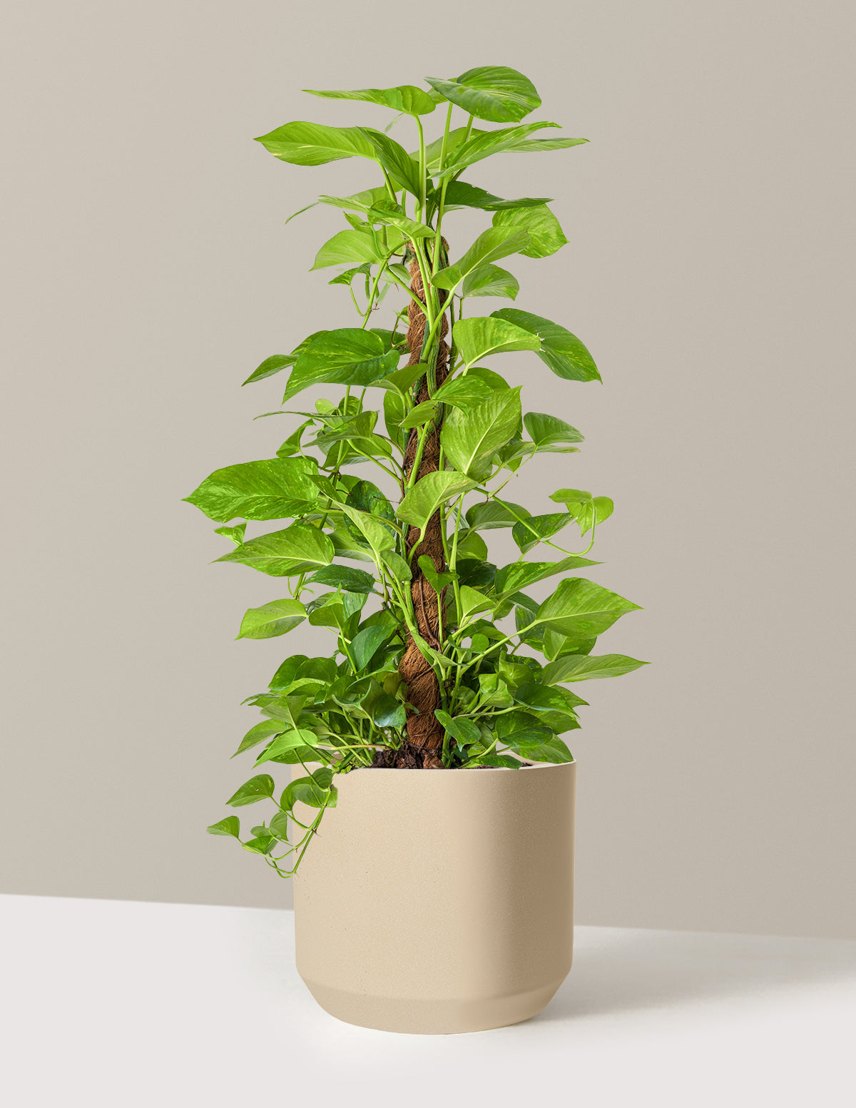 Golden Pothos Totem