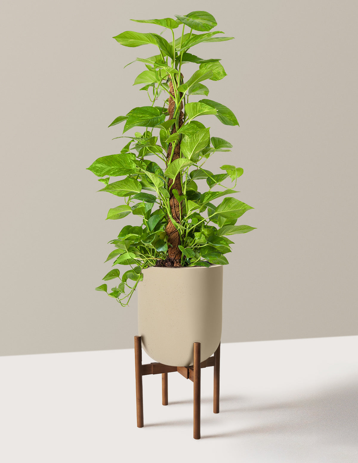 Golden Pothos Totem