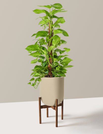 Golden Pothos Totem