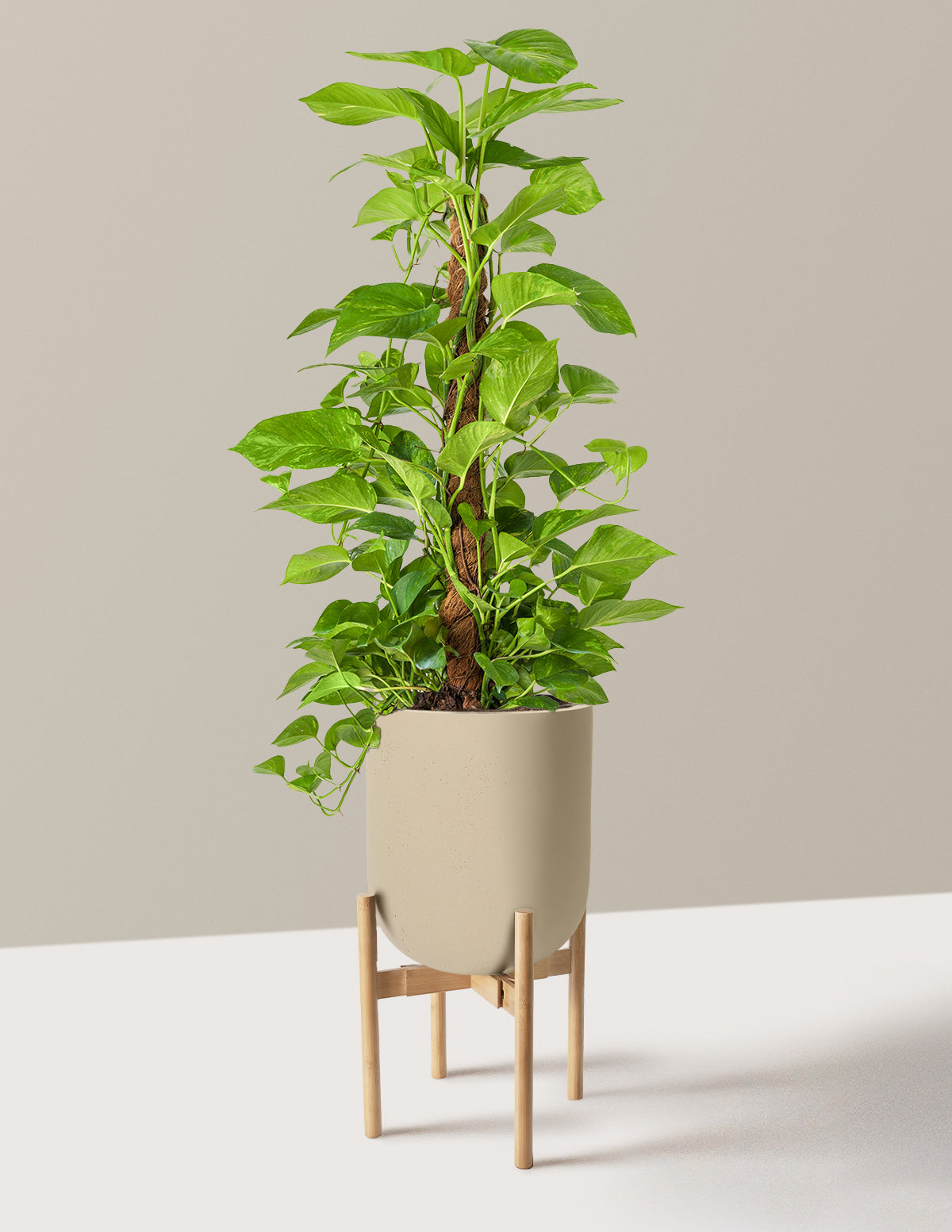 totk pothos Golden Pothos Totem | Easy, Beginner-Friendly Houseplants