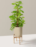 Golden Pothos Totem