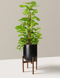 bundle | Large Totem | Pallas | Black