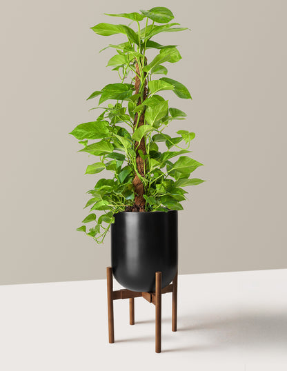 Golden Pothos Totem